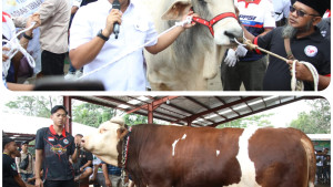 Segini Bobot 4 Sapi Jumbo Sumbangan Wamentan Sudaryono di Expo Sapi Boyolali